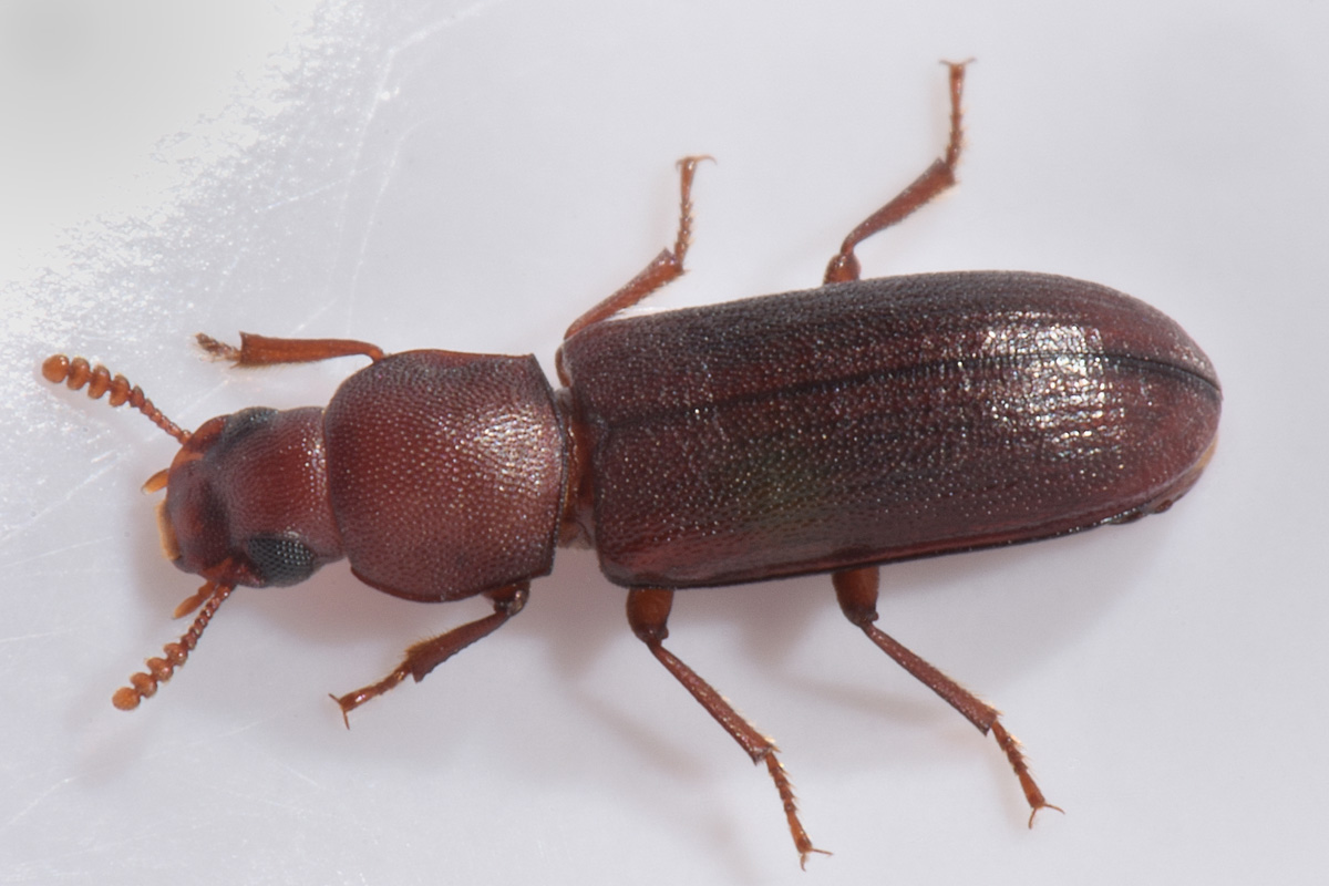Tenebrionidae: Lyphia tetraphylla